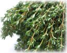 Thymian